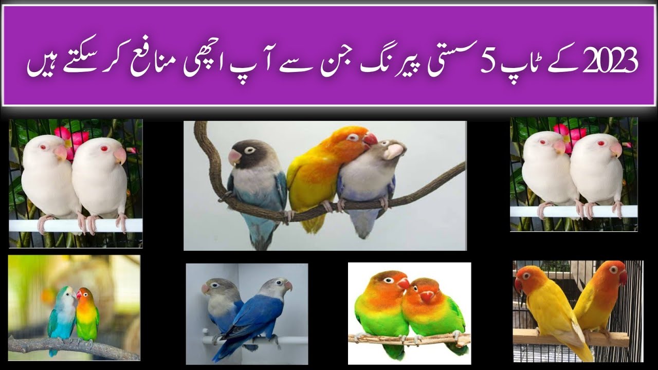 profitable pairing in love birds||top 5 love birds pairing