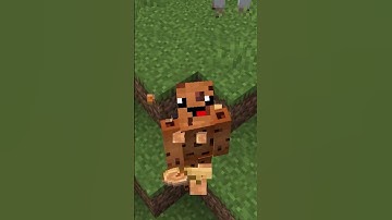 De oorsprong van koekjes!