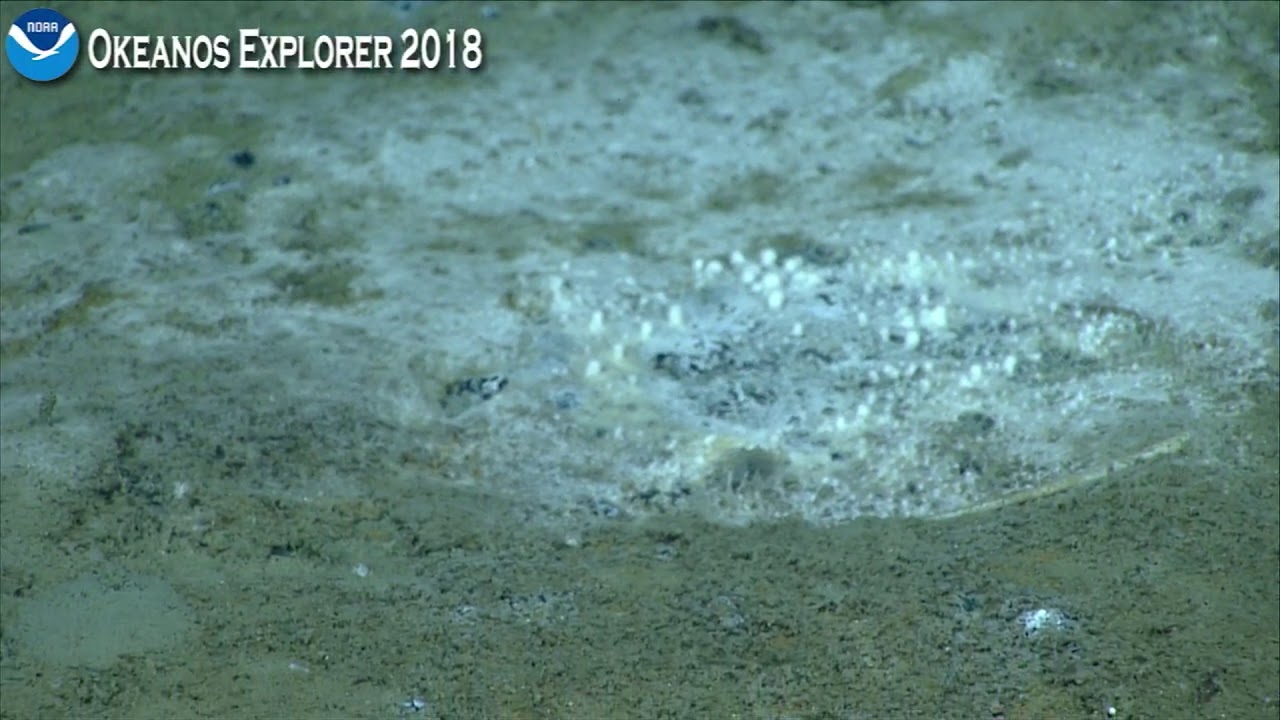 Okeanos Explorer Video Bite: Methane Seeps