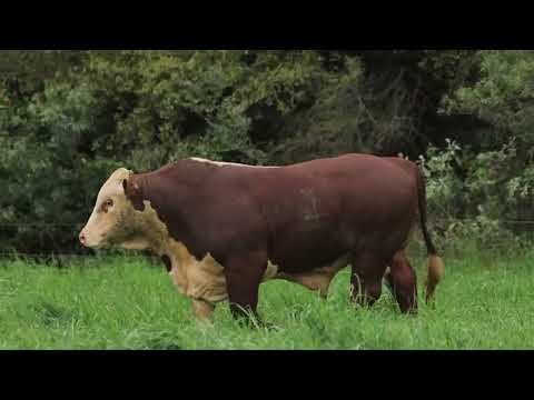 LOTE 89 - FIV141