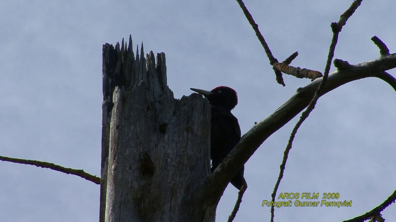 SPILLKRÅKA  Black Woodpecker  (Dryocopus martius)  Klipp - 2111