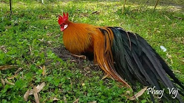 Little Shorty Bantam Phoenix Qaib Dib Tw Ntev