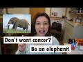 Don't want cancer? Be an elephant