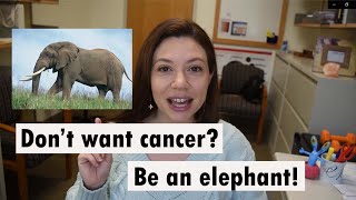 Don't want cancer? Be an elephant