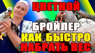 Цветной бройлер. Как быстро набрать вес, кормление и содержание.