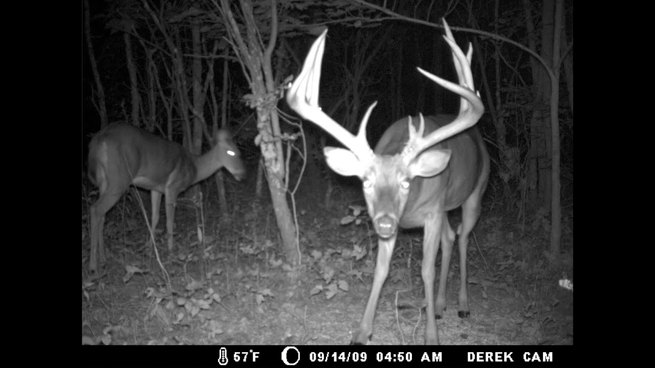 Iowa Whitetails Enjoy!!! HD 720p YouTube