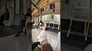 Train Interactions With My Dog