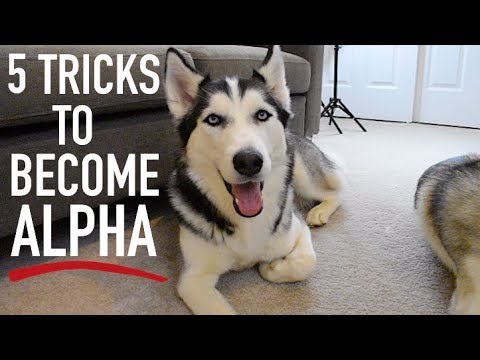 Wideo: Dog Training: Jak możesz być Alpha Dog