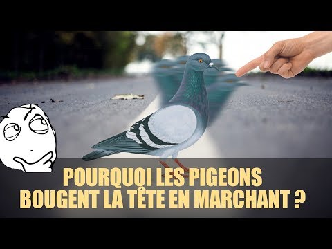 Vidéo: Pourquoi Les Pigeons Hochent-ils La Tête Lorsqu'ils Marchent, Ne S'assoient Pas Dans Les Arbres Et Autres Bizarreries