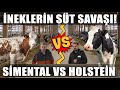 Neklerin st sava holstein m simental mi daha ok para kazandrr  verimli iftlikler