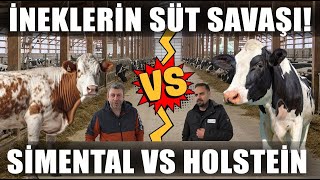 İneklerin Süt Savaşı! Holstein Mı Simental Mi Daha Çok Para Kazandırır? / Verimli Çiftlikler