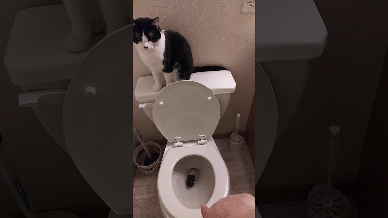 My cat put her mouse in the toilet YouTube