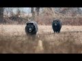 Fall North Carolina Black Bear