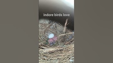 🤩Java breeding progress 🤩#shorts #short #youtuber