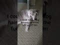 The dog hair, the dog