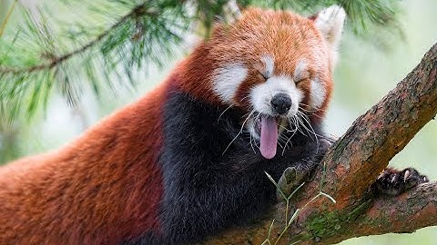 The Adorable and Endangered Red Panda: A Look into its Fascinating World
