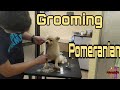 Pomeranian bear cut  trim  mj farm life