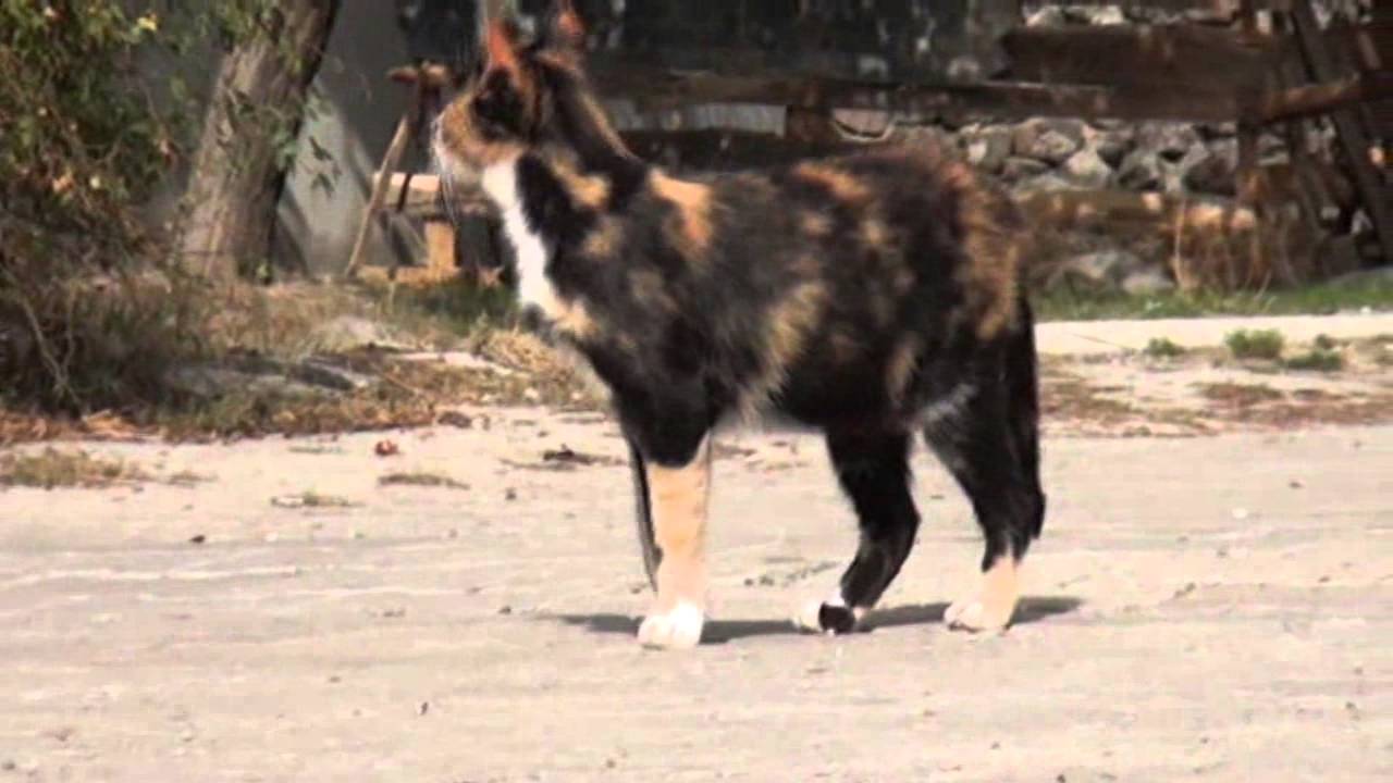 KORGUN