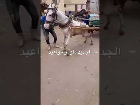 حصان فلو لسه بيتعلم فى العربيه اخر شد واحلا اماره شاهد كل فيديوهات شد خيل كفرالابحر نبروه الدقهليه