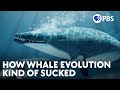 The Evolutionary Journey of Whales From Land Predators to Ocean Giants