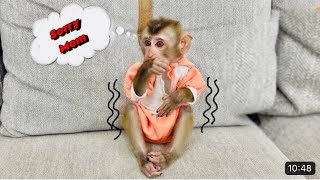 monkey Diana ran away from home! Makes her mother worry