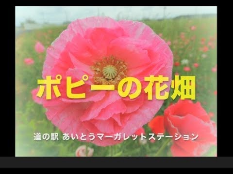 ポピーの花畑 道の駅あいとうマーガレットステーション Youtube