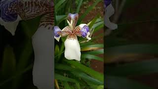 Íris-da-Praia/(Neomarica candida) [Leitura na Descrição]#iris