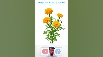 Match the Tree with Their Shadows Challenge | Test Your Observation Skills Now! #short #shorts