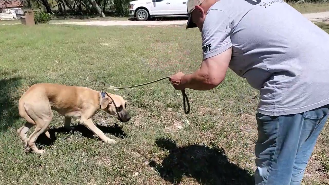 CCPAL pup Meatloaf YouTube