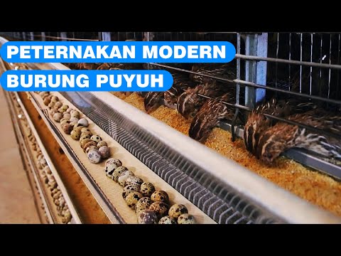 Video: Adakah burung puyuh berasal dari australia?