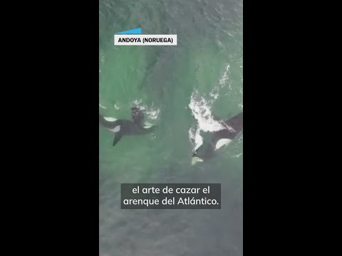 Estas orcas aprenden a cazar siguiendo un patrón geométrico #shorts