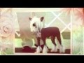 Chinese Crested Dog  Temperament の動画、YouTube動画。