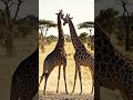 THE NECK IS A WEAPON 🦒