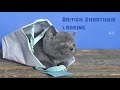 British Shorthair kitten, the cutest birthday present EVER - 4K