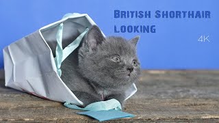 British Shorthair kitten, the cutest birthday present EVER - 4K by Cats and Kittens Footage 184 views 6 months ago 1 minute, 2 seconds