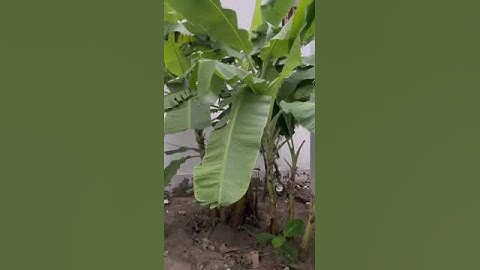 Banana Tree Journey: From Planting to Harvest in Our Garden#banana #gardening #organic #food #home