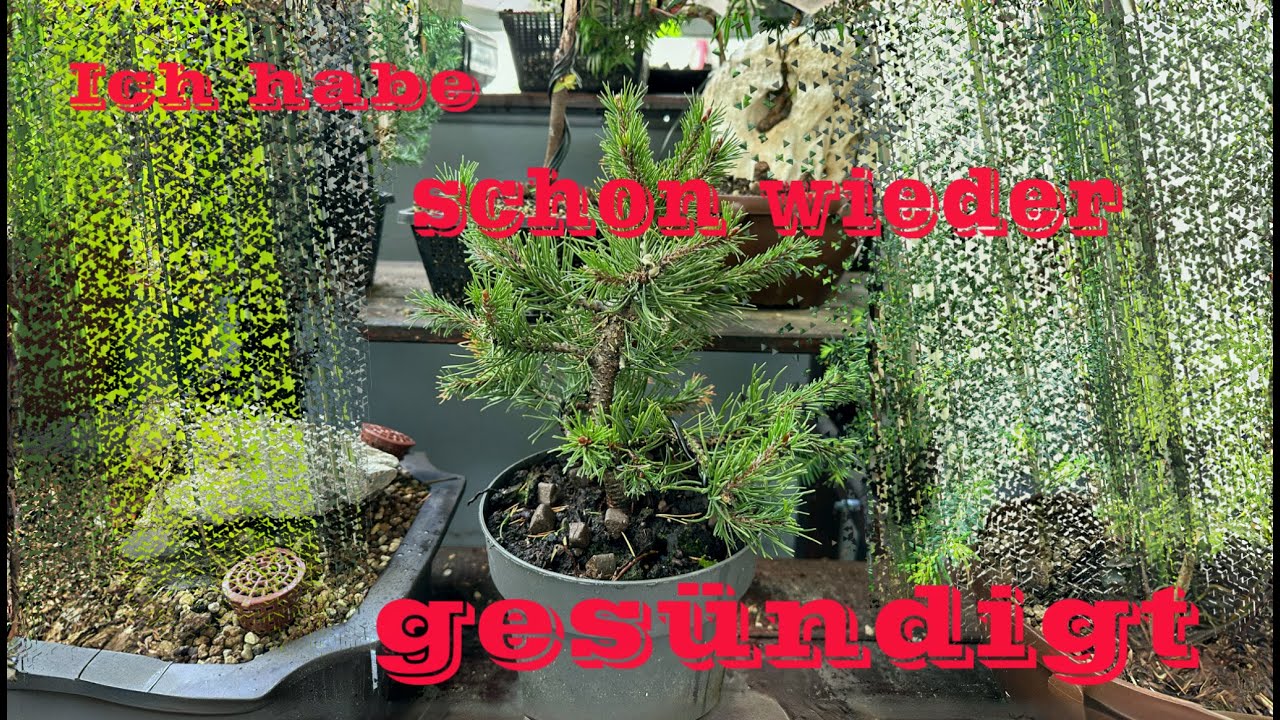 Erstgestaltung einer Zwerg-Kiefer/ Pinus pumila aus dem Gartencenter Bonsai  14/2024