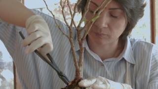 How to make bonsai tree Fuji Cherry or  Prunus incisa Kojonomai Bonsai Trees From Nursery Stock
