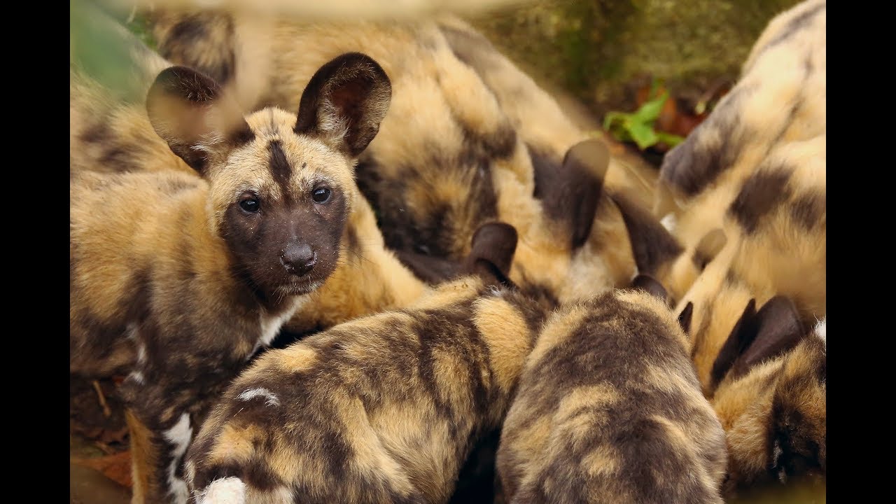 African hunting dogs get zipline enrichment YouTube