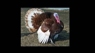 Turk video
