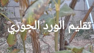 الطريقة الصحيحة لتقليم شجيرة الورد الجوري ، pruning rose tree