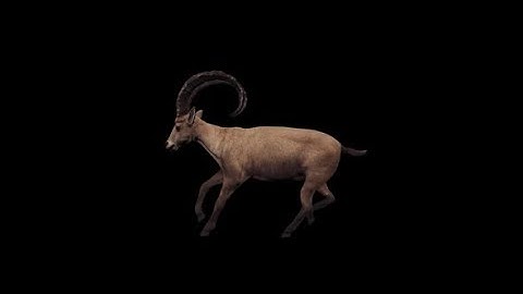 Ibex Run | Motion Graphics - Videohive template
