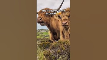 Highland Cows in Scotland 🥰🏴󠁧󠁢󠁳󠁣󠁴󠁿