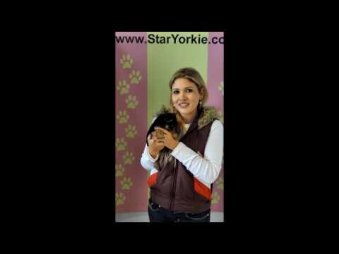 Paula Mercer & her new Teacup Yorkie 'Miley Cyrus'