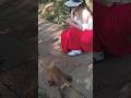 monkey 🐒#monkeys #animals #shorts