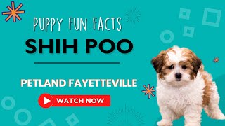 Everything you need to know about Shih Poo puppies! by Petland Fayetteville 3 views 9 months ago 45 seconds