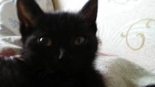 Черный котенок милашка лежит на постели и урчит Черный котенок милашка лежит на постели и урчит