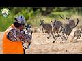 Shocking! How Millions of Kangaroos Are Hunted and Processed in Australia – Massive Meat Factory