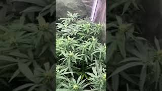 Powering a full 3x3 with the 150w Bloom Plus BP1500......Can It Be Done?