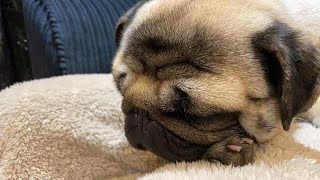 | DO I LOOK CUTE AT PUG NAP TIME? | Sleepy pug TV 2021 | (#Shorts)